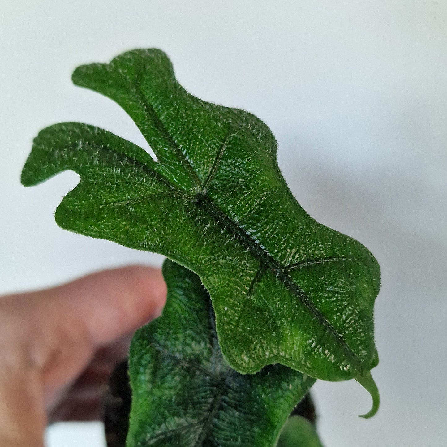 Alocasia Jacklyn – 6cm Pot