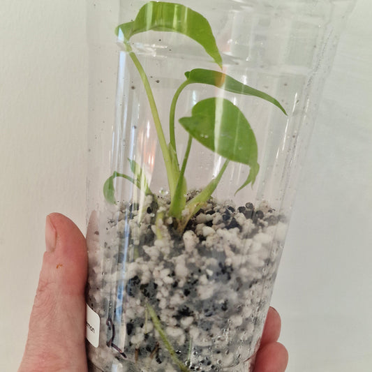 PRE-ORDER – Monstera Lemon Lime – Young Exact TC Plant (#2)