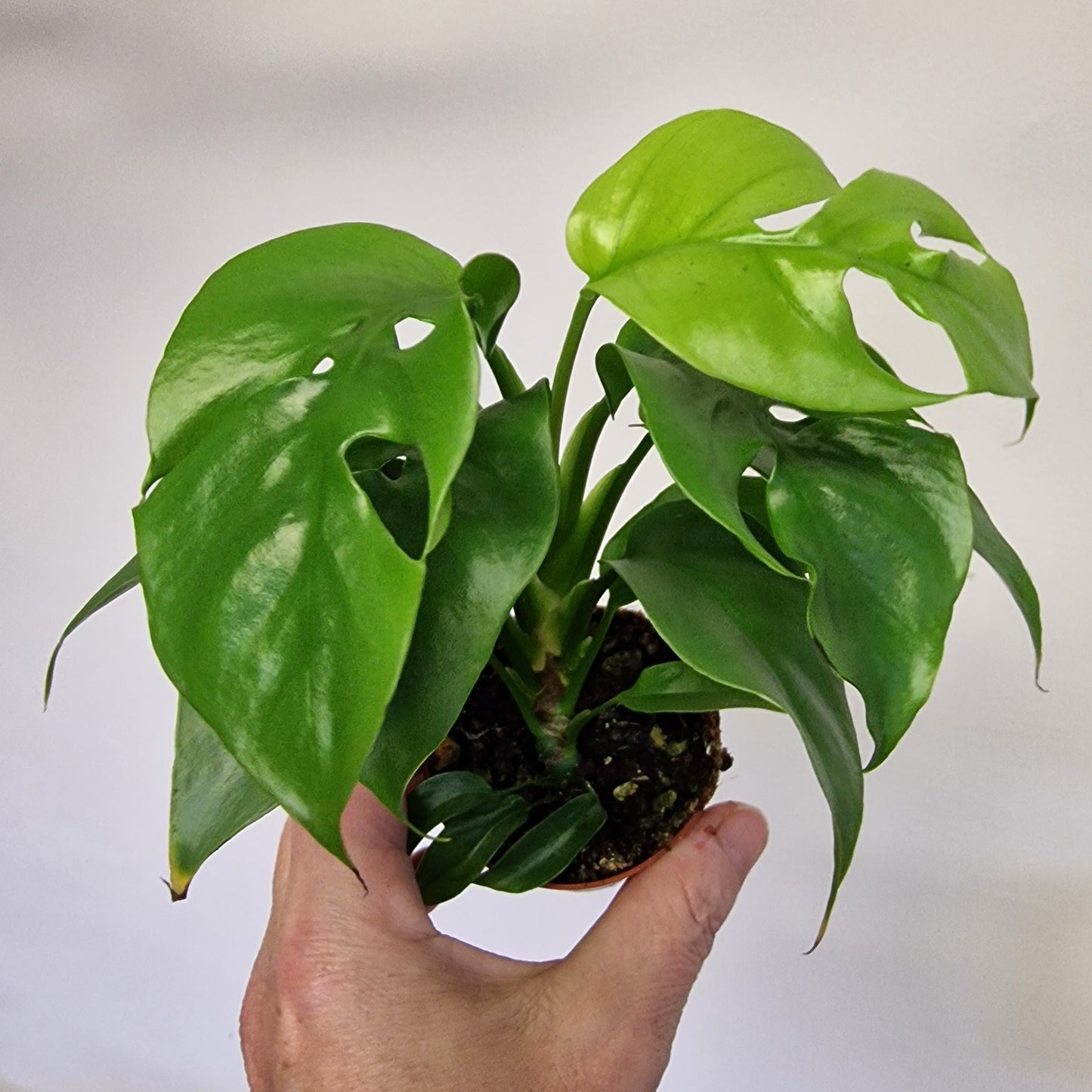 Monstera Minima – 6cm Pot