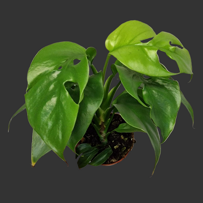 Monstera Minima – 6cm Pot
