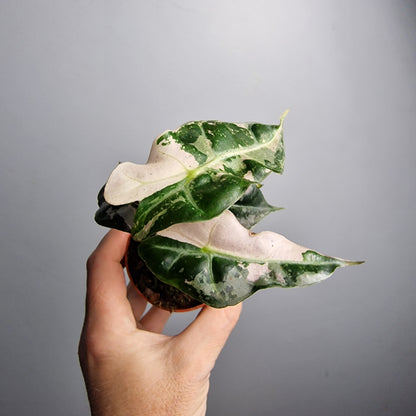 Alocasia Polly Variegata – 7cm Pot - Exact Plant (#2)
