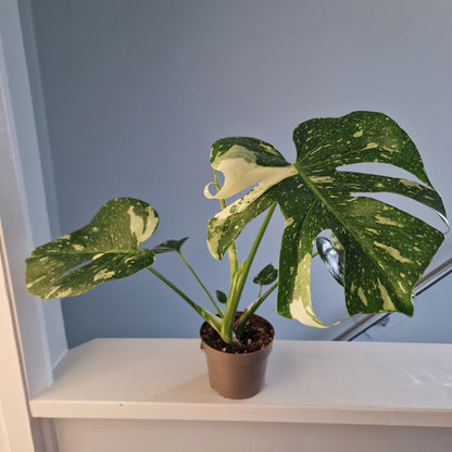 Monstera Thai Constellation Houseplant 12cm pot (2)