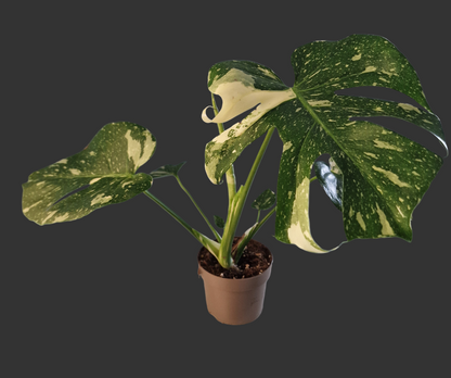 Monstera Thai Constellation Houseplant 12cm pot (2)