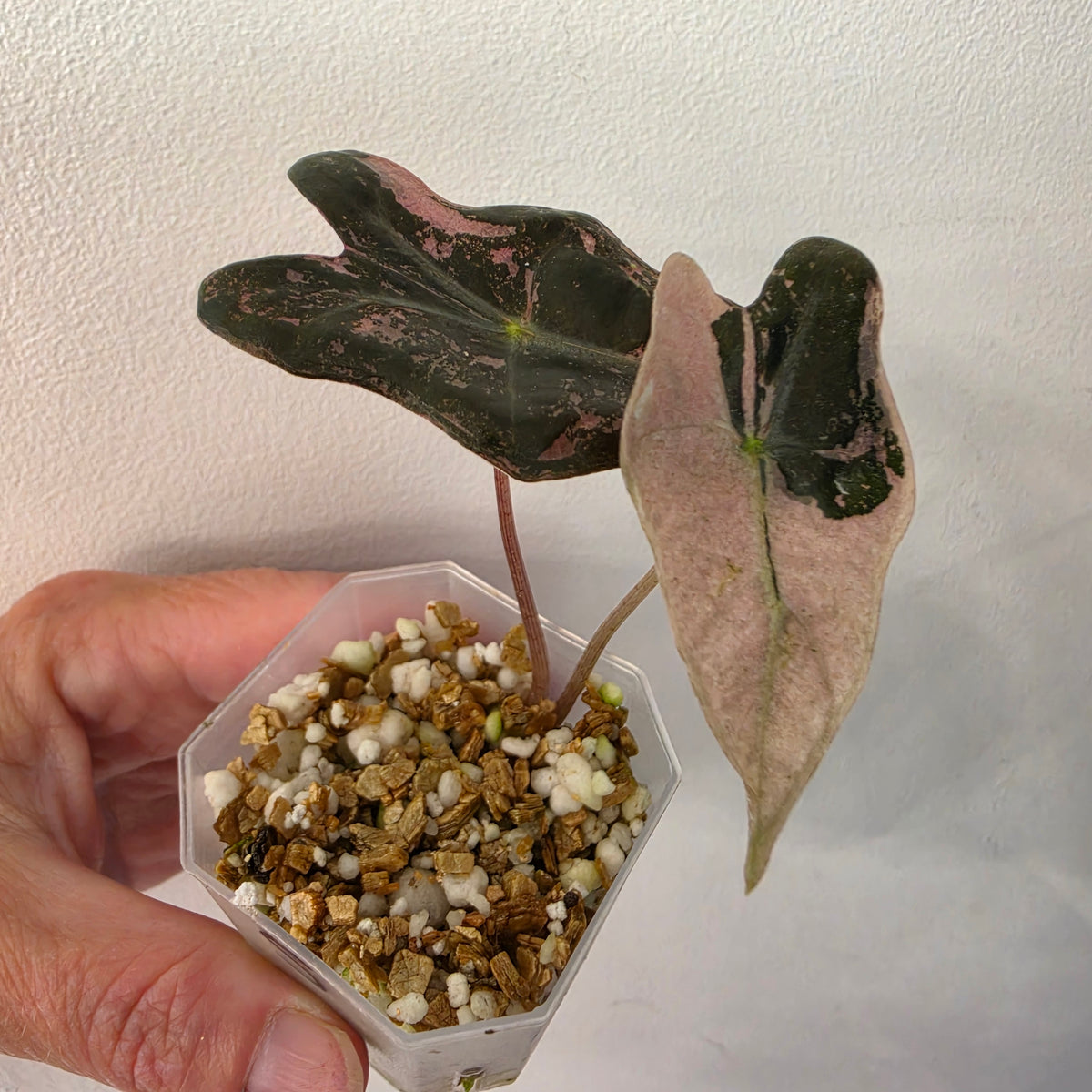 Alocasia Pink Nobilis Variegated – Fully Acclimatised | Exact Plant #5
