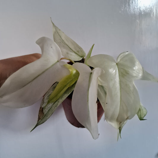 Philodendron Florida Ghost Rare Houseplant 12cm pot