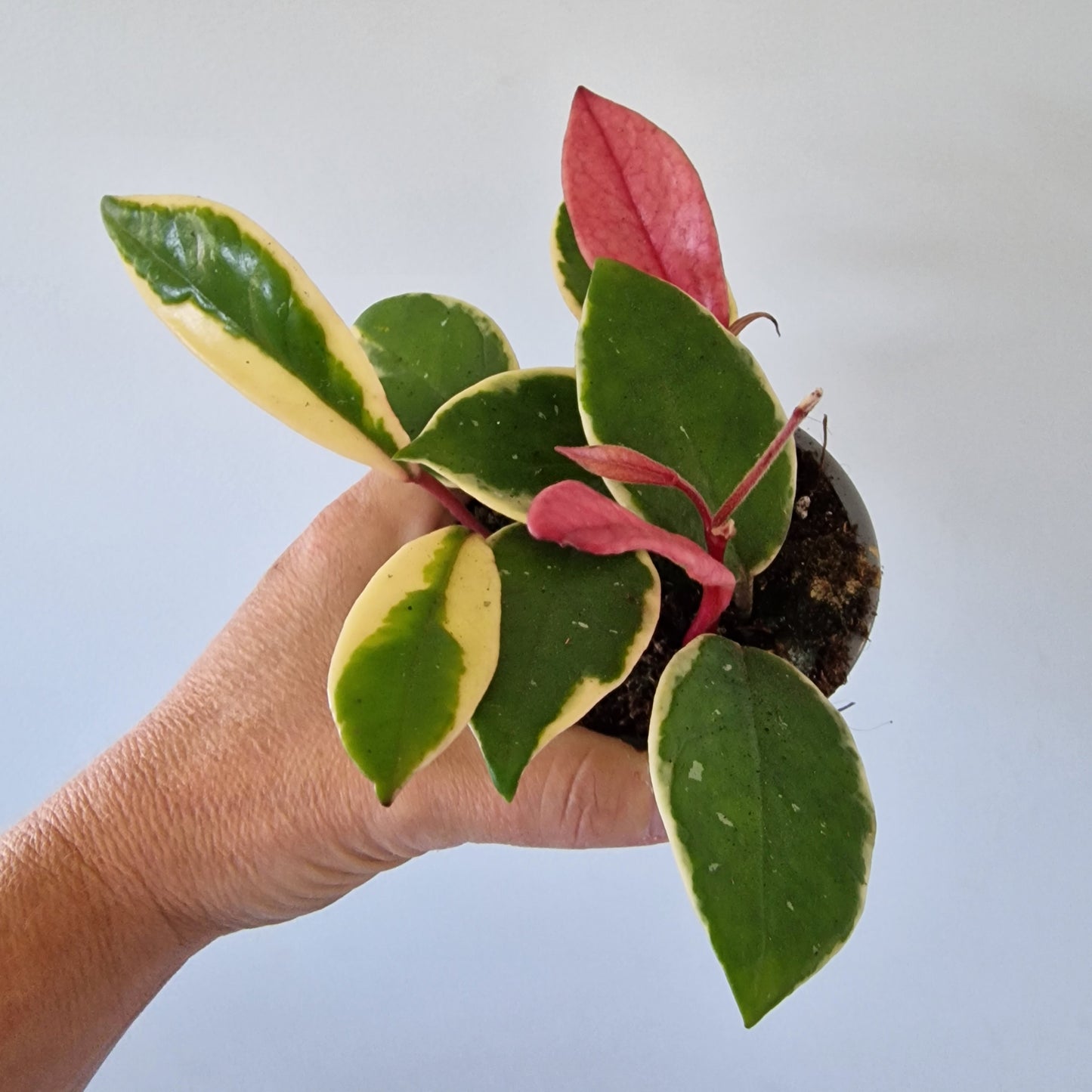 Hoya Flamingo Dream Rare Houseplant 9cm pot