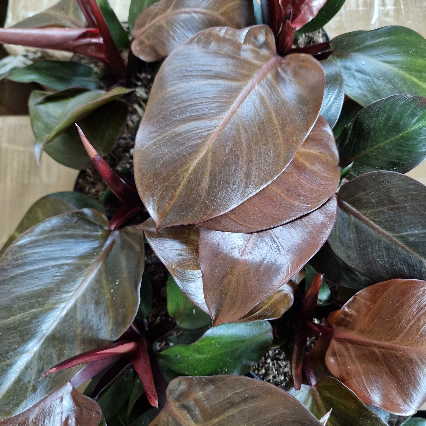 Philodendron Imperial Red – 12cm Pot
