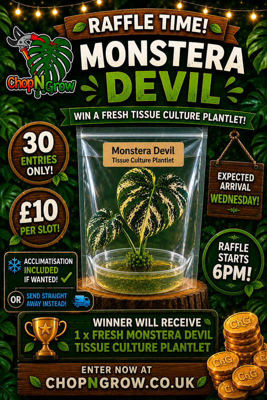 Monstera Devil Tissue Culture see description