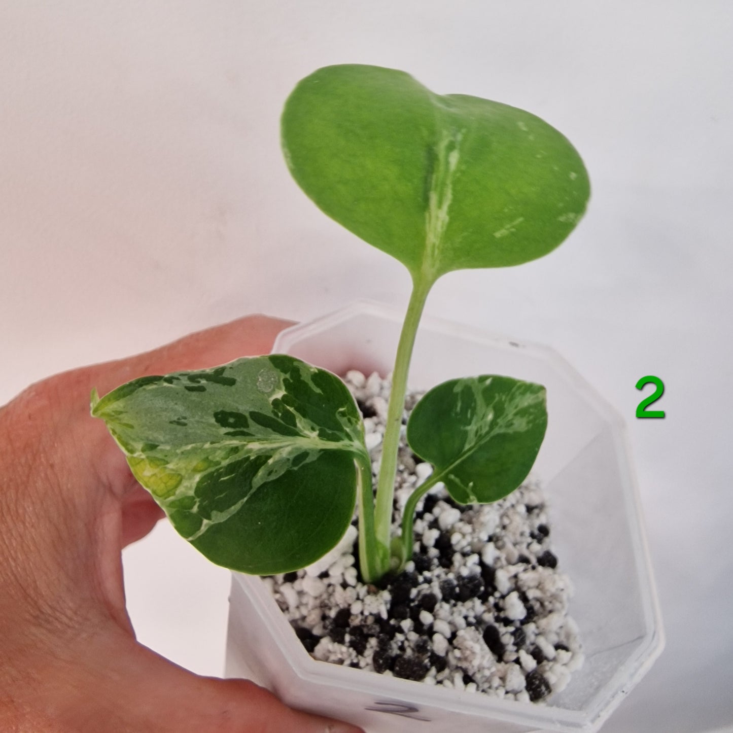 Monstera Bulbasaur 7cm pot – Choose Your Own