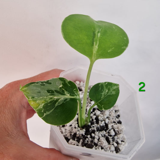 Monstera Bulbasaur 7cm pot – Choose Your Own