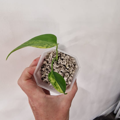 Monstera Yellow Marilyn – Variegated Monstera Exact Plant (1)