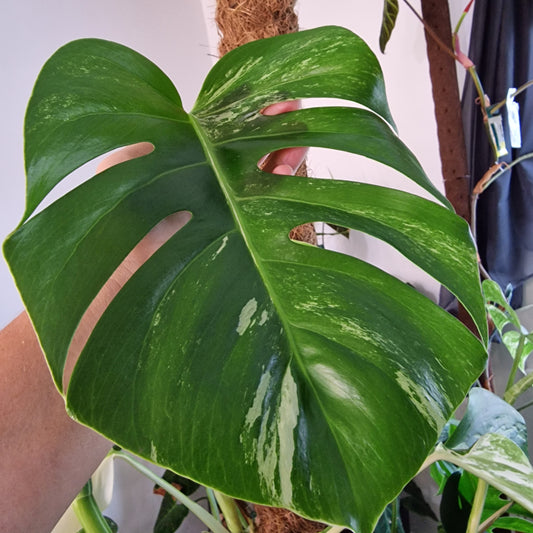 Monstera Albo Top Cutting (3)
