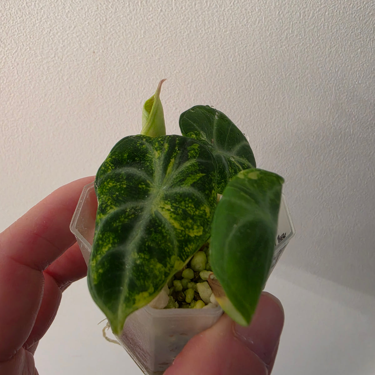 Alocasia Ninja Aurea Variegated – Exact Plant #3