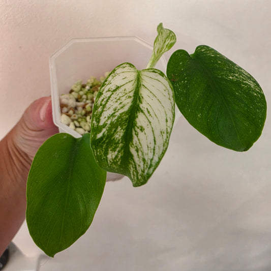 Monstera Devil Monster – Highly Variegated – Exact Plant A1 – See Description