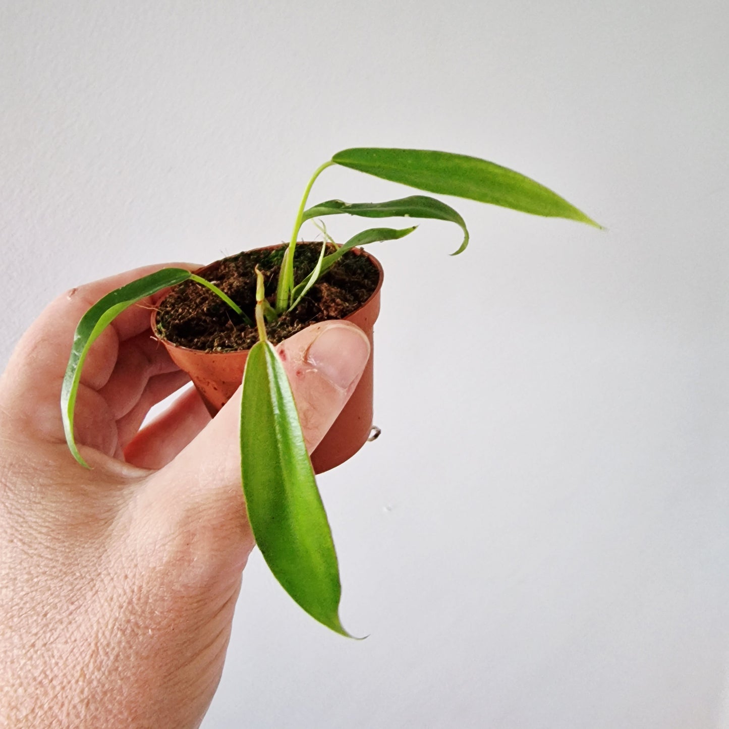 Philodendron Joepii Rare Houseplant 6cm pot