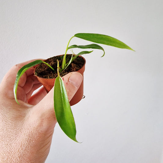 Philodendron Joepii Rare Houseplant 6cm pot