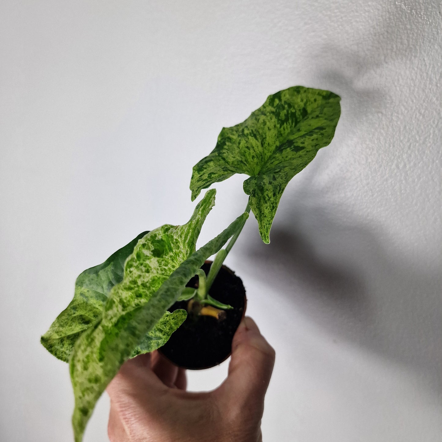 Syngonium ‘Mottled Mojito’ – 6cm Pot