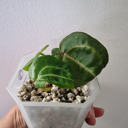 Anthurium Wonderboy × Michelle exact plant (#3)