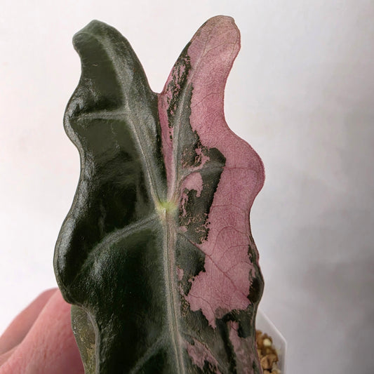 Alocasia Pink Nobilis Variegated – Fully Acclimatised | Exact Plant #5