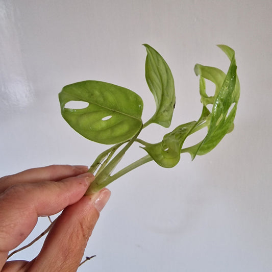Monstera Adansonii Lightly Variegated rooted in Water