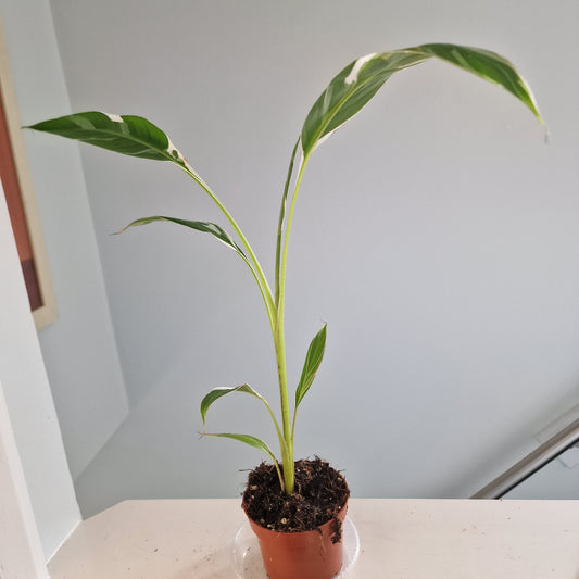 Musa Florida Rare Houseplant approx 40cm tall 10.5cm pot (7)