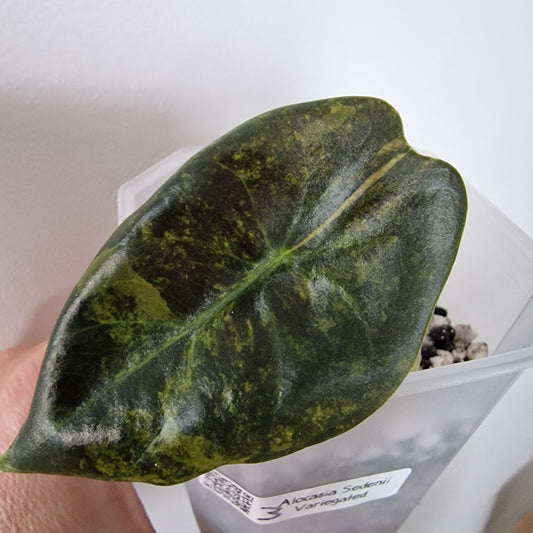 Alocasia Sedenii Variegated – Exact Plant (#3)