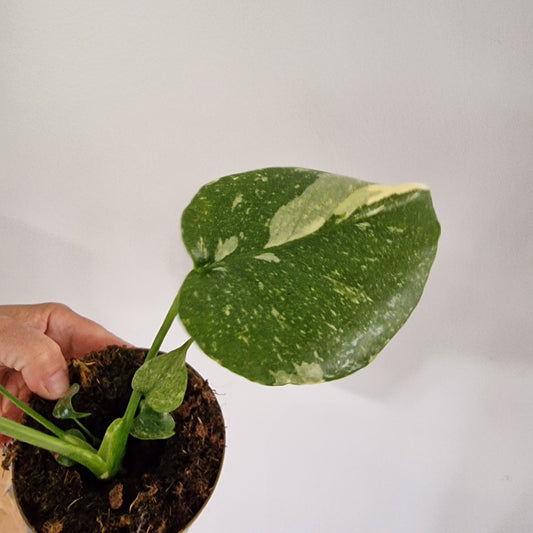 Monstera Thai Constellation Rare Houseplant 11cm pot (1n)