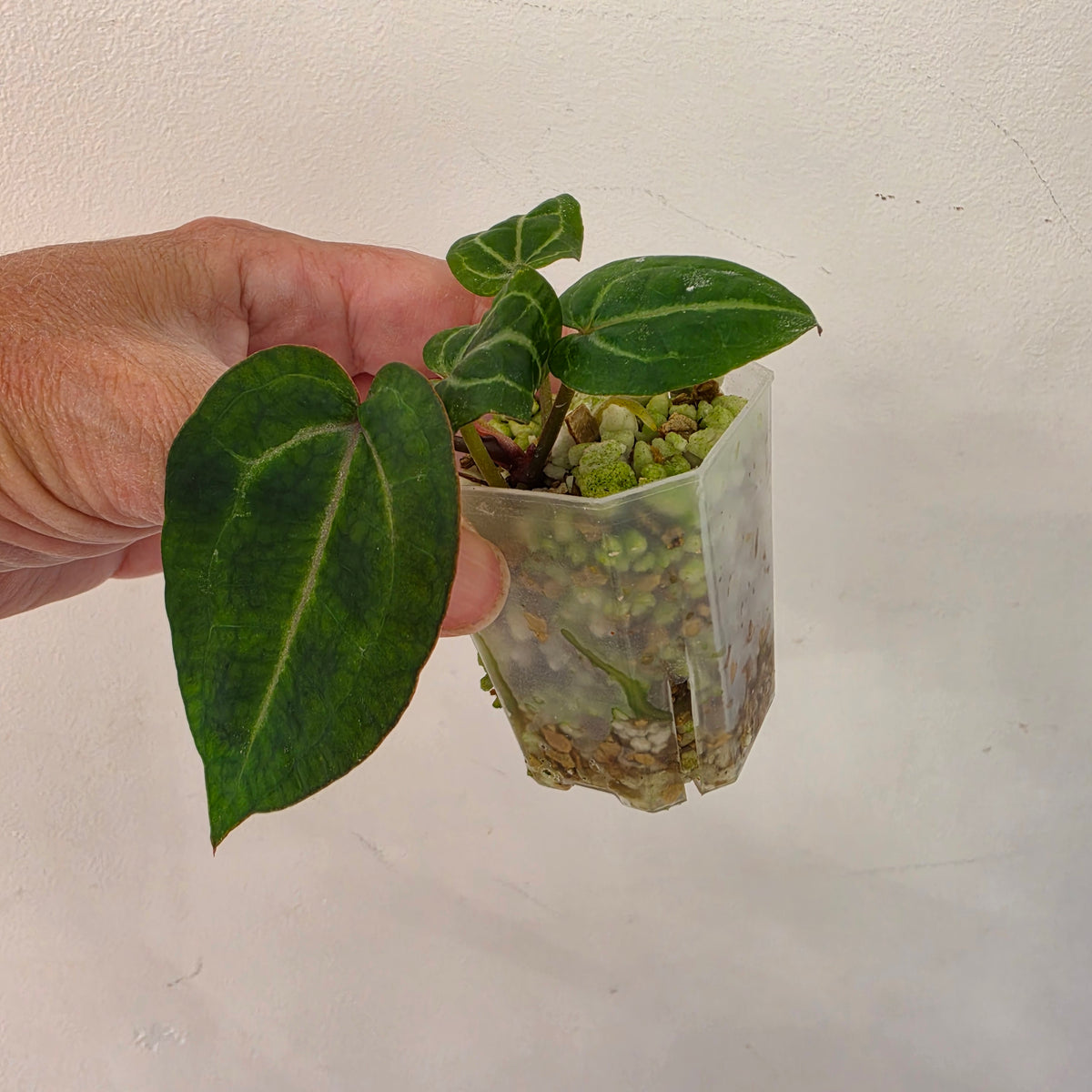 Anthurium Red Crystal × Michelle