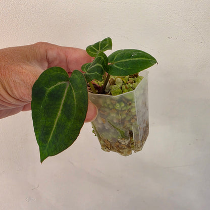 Anthurium Red Crystal × Michelle