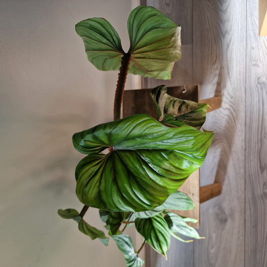 Philodendron Plowmanii Rare Houseplant 12cm pot