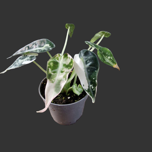 Alocasia Green Bambino Variegated Rare Houseplant 6cm pot (3)