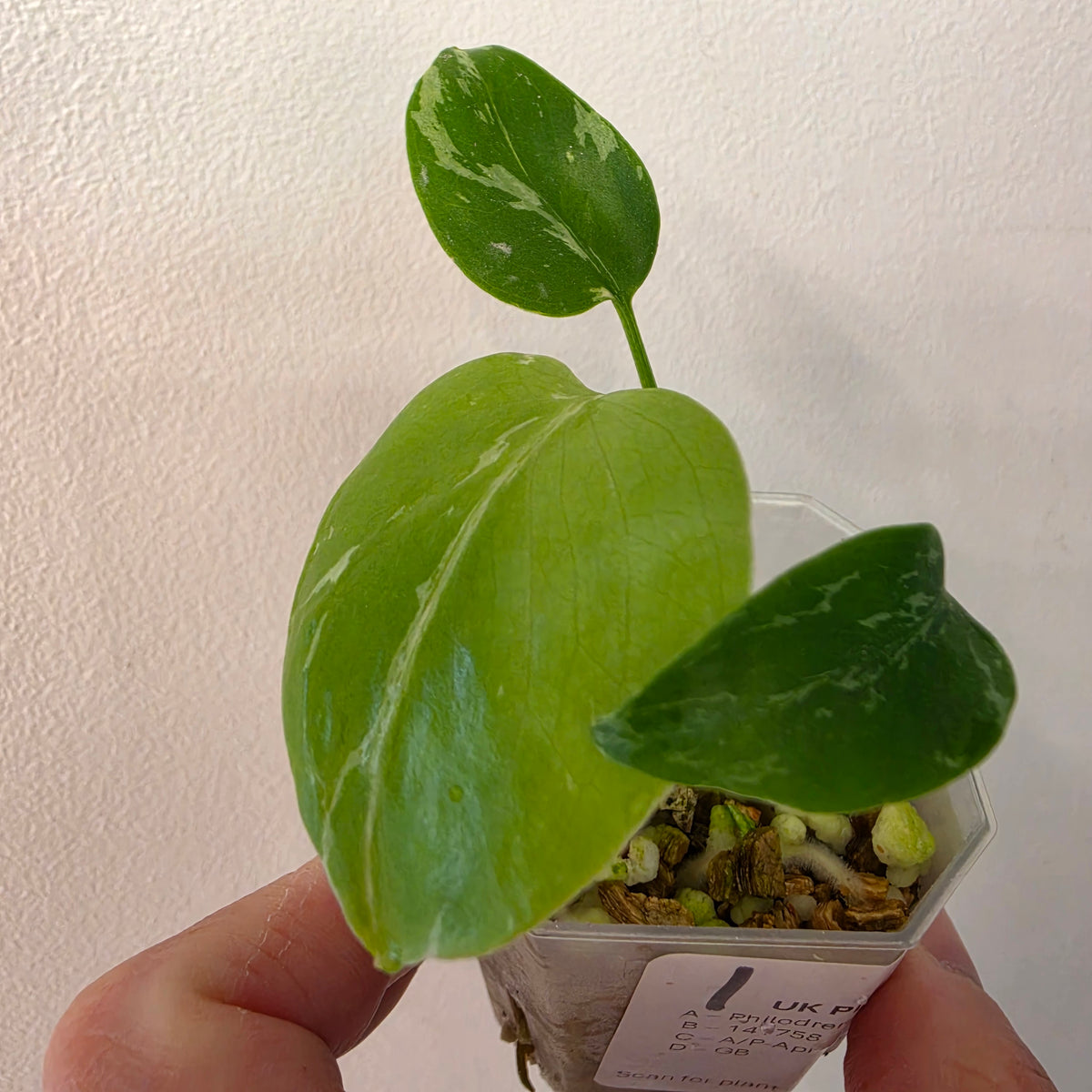 Monstera Bulbasaur – Fully Acclimatised | Exact Plant #1