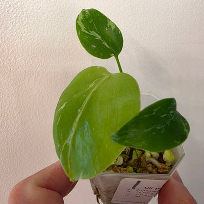 Monstera Bulbasaur – Fully Acclimatised | Exact Plant #1