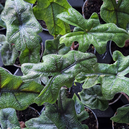 Alocasia Jacklyn – 6cm Pot