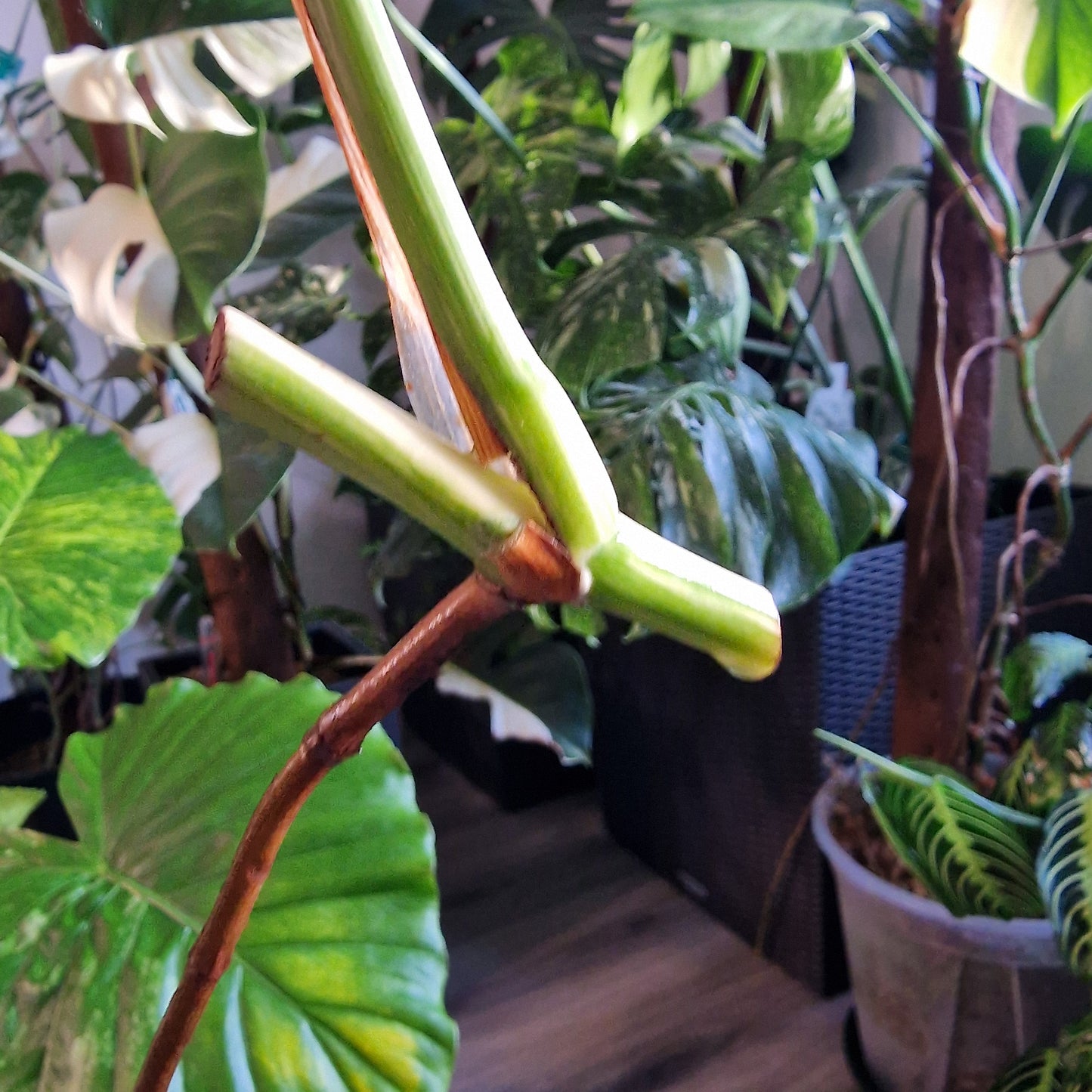 Monstera Albo Highly Variegated Middle Cutting