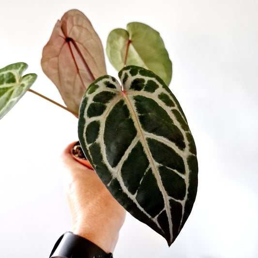 Anthurium Michelle by DocBlock Houseplant 9cm pot (1)