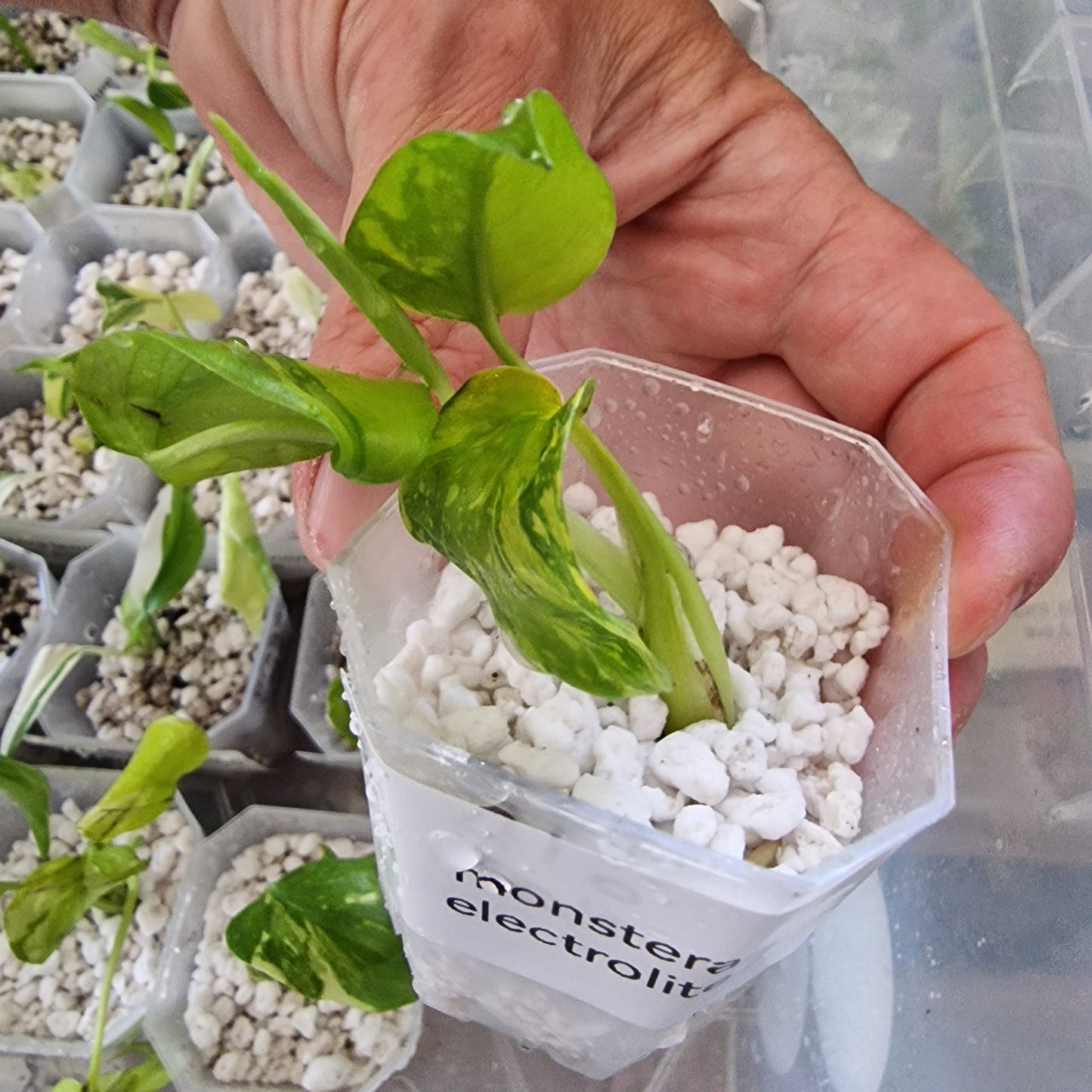 Tissue Culture Plant - Pre-order - please see description