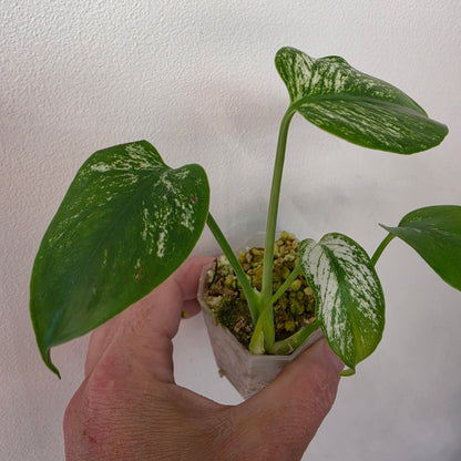 🌿 THE MOTHER OF ALL MONSTERA BUNDLES - SEE DESCRIPTION! 🌿