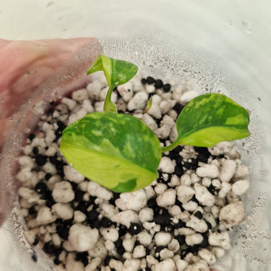 Monstera Electrolight Variegated – Young Plant – Exact Plant #1