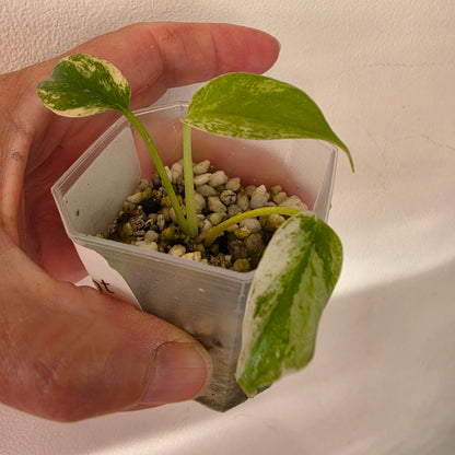 Monstera bundle - see description