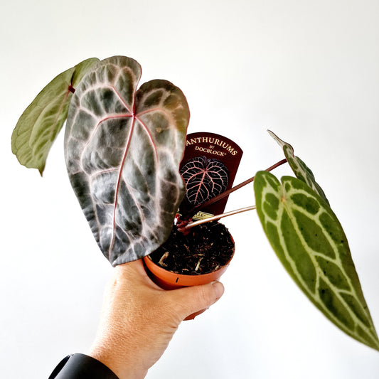 Anthurium Michelle by DocBlock Houseplant 9cm pot (1)
