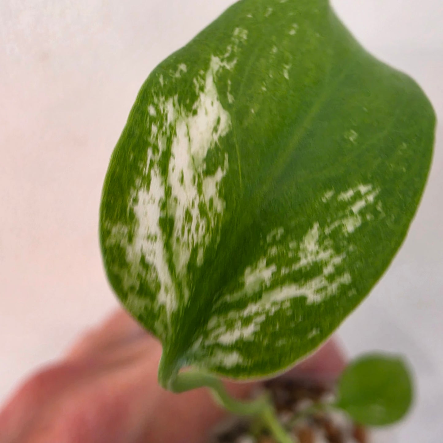 Monstera Devil – Acclimatised TC - Exact Plant (3) See Description