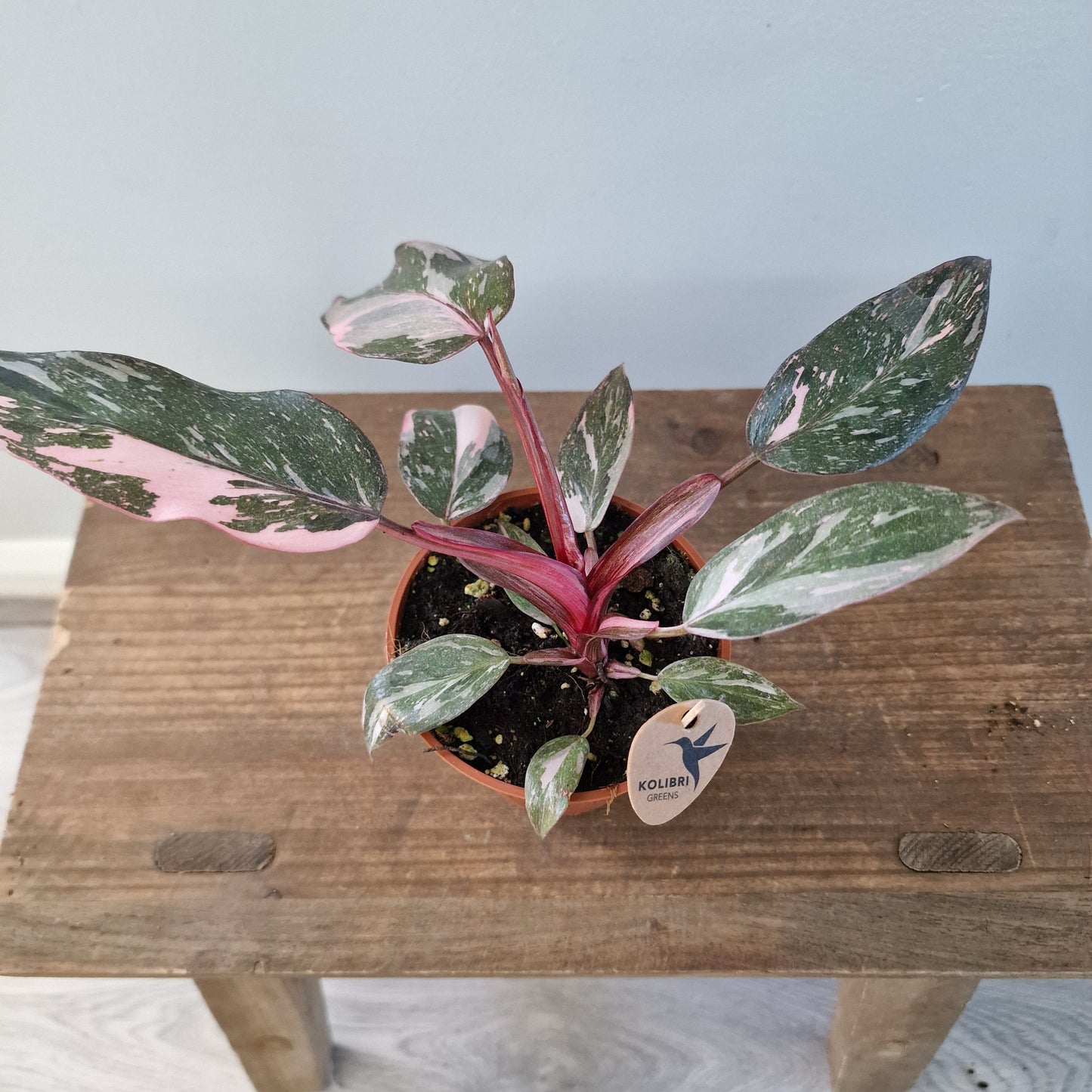 Philodendron Pink Marble – 9cm Pot