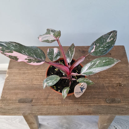 Philodendron Pink Marble – 9cm Pot