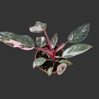 Philodendron Pink Marble – 9cm Pot