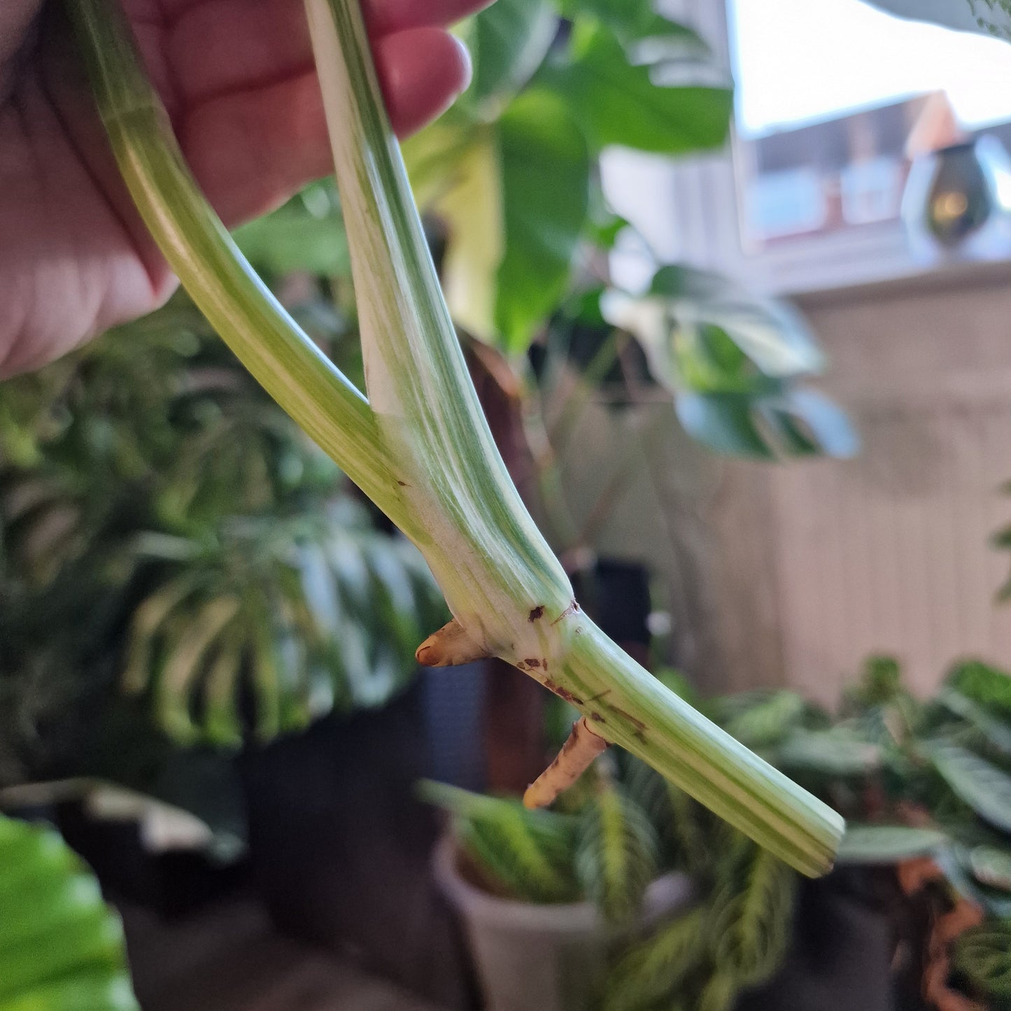 Monstera Albo Highly Variegated Top Cutting