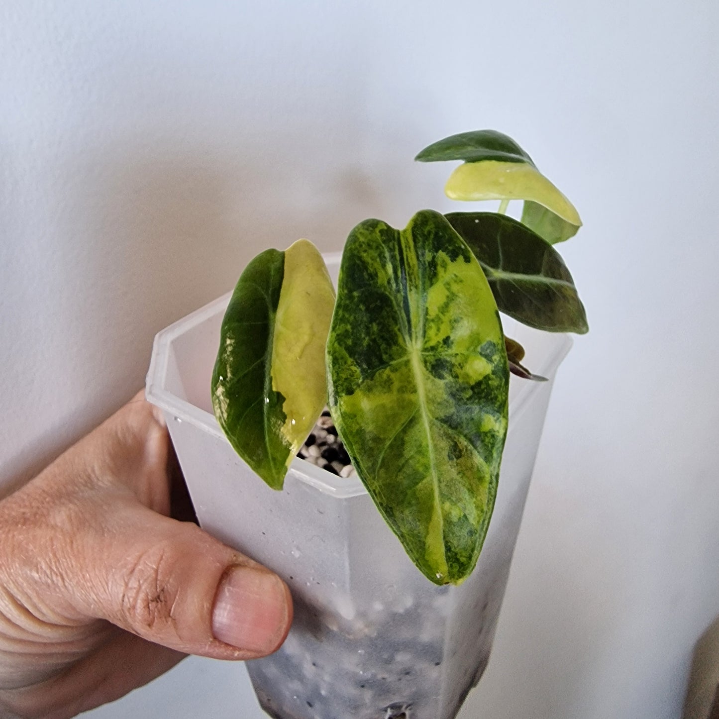 Alocasia Suhirmaniana Aurea Variegation – Exact Plant (7)