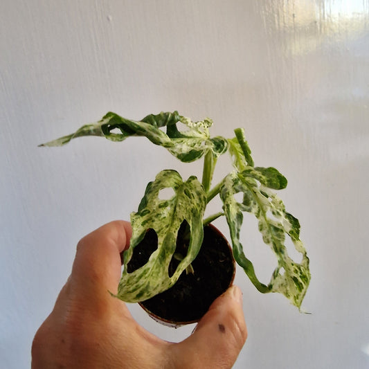 Monstera Frozen Freckles Rare Houseplant 6cm pot