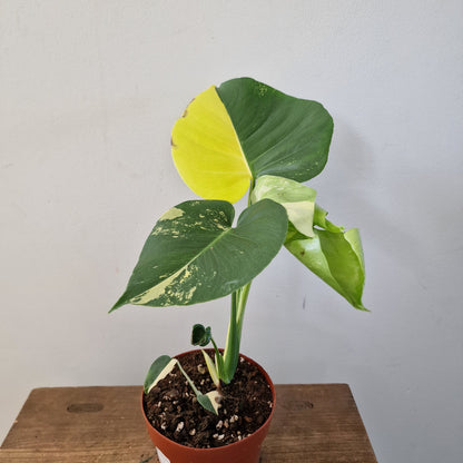 Monstera Deliciosa Aurea – 12cm Pot (#11)