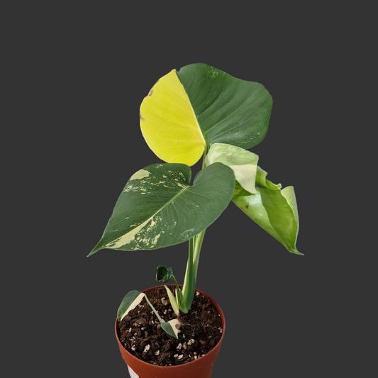 Monstera Deliciosa Aurea – 12cm Pot (#11)